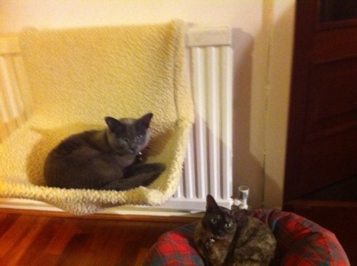 Fergus disappeared on 8 December 2012. I am still missing and need to get home to meet my new sister. 3 years now and i have two little nephews to meet too!