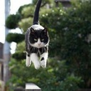 Catherine Du - @DuCatmiao - Twitter