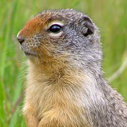 @golang_news