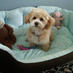 Bentlee The Dog (@chanbentlee) Twitter profile photo