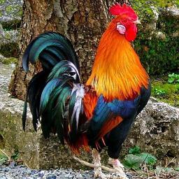 Silcristu's profile picture. ARGENTINA  TE  QUIERO  REPÚBLICA💖
Soy MACRISTA 🐱😺