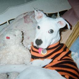 12PawsFoundatio's profile picture. Non Profit Organization that trains & shares the lives of Service Dogs. (Also gives free training advice for your everyday pets as well!)