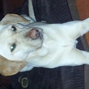 Amanda Bristow - @BristowNtl - Twitter