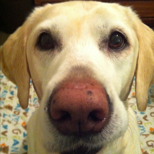 nicolebcarr's profile picture. 