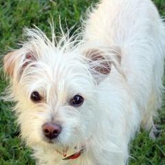 I'm a rescue dog that found a forever home and I want to help others do the same. Visit me on FB or at http://t.co/cEw8eQK3
