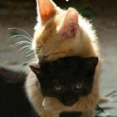 sema_ys Profile Picture
