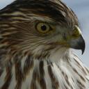 Patricia Asher - @Paasher - Twitter