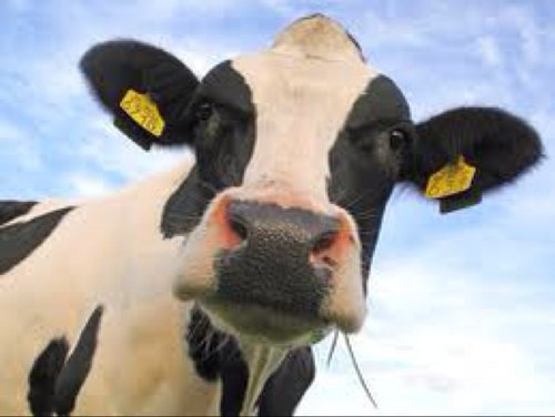 The Putney Cow