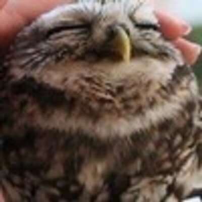 Profile Picture of Ashlynn Parsons (@WadeKerrie) on Twitter