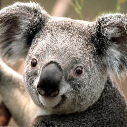 BandyBayliffe's profile picture. 