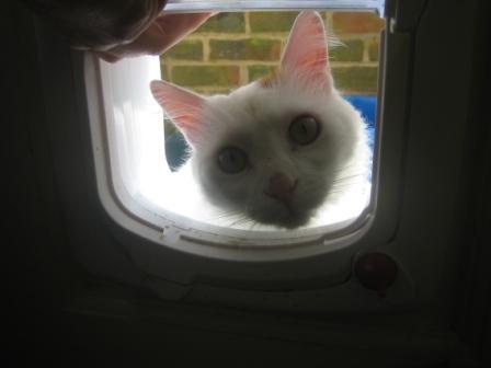 TheCatPerson's profile picture. Cats are teh awesomez