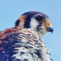 Nick Hollands (@hollandsnick) 's Twitter Profile