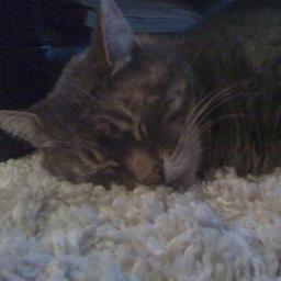 ItsPepTheCat's profile picture. Hello, my name is Pep. I am a sophisticated and intelligent individual stuck in the body of a cat. I also sleep a lot.