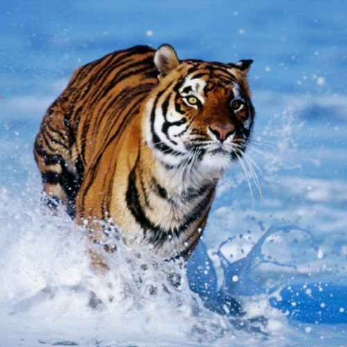 Welcome to our Tiger Twitter profile. We will sent amazing pics and we will give prices to our fans.