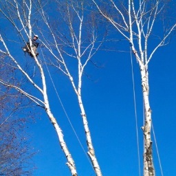 Tree service serving Bend and Central Oregon