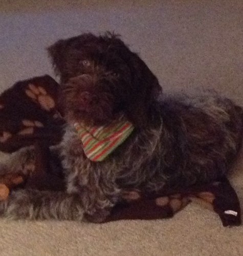 PattySchmitz1's profile picture. 