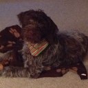 Patty Schmitz - @PattySchmitz1 - Twitter