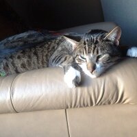 Healthy Reflexions (@hreflexions) 's Twitter Profile