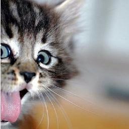 ibtesting21's profile picture. 