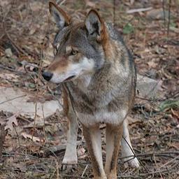 23 years old, Male, Bi, in a relationship, Wolf Therian, who's interested in Furry, and can chat when in the mood to do so.