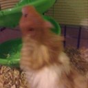 Dylan Legg - @FaintingGoat18 - Twitter