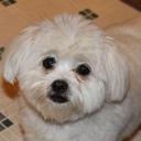 angie bowman - @angiebowman68 - Twitter