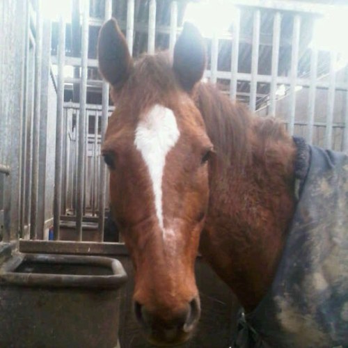 Ik hou van gras en wortels!
Hiiiiiiihhhhh, met mijn vrienden @AlanoManege & @PhineasManege in het land gras eten