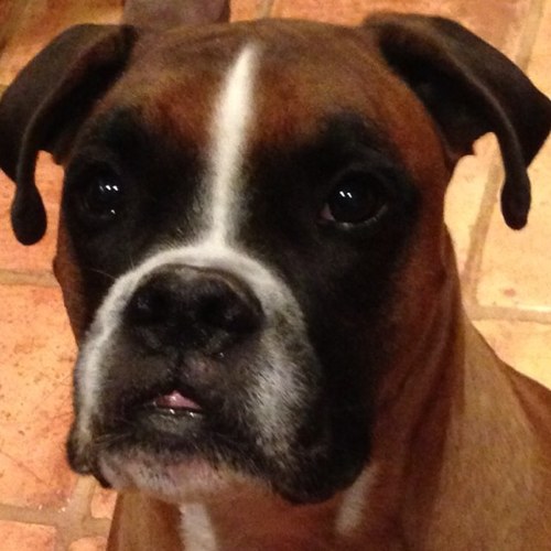 fdellergo's profile picture. 