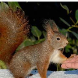 sharifbdd's profile picture. 