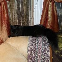 FibroCat (@fibrocat) 's Twitter Profile