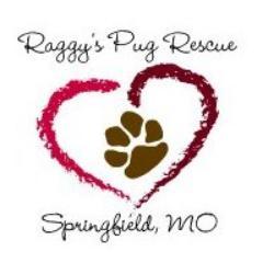 RaggysPugRescue's profile picture. Rescuing Pugs is our mission.  We focus on a 150 mile radius of Springfield MO.