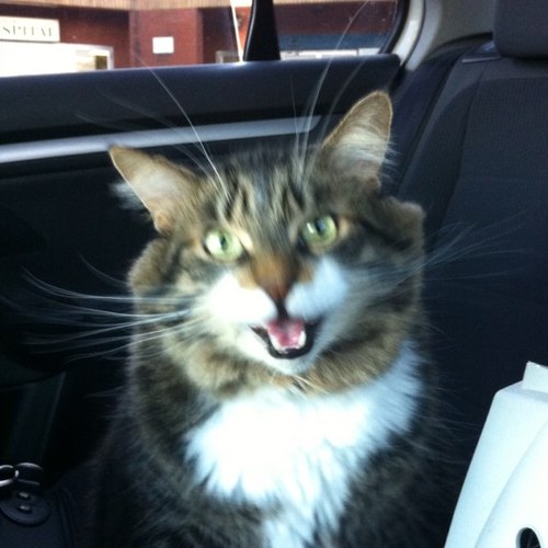 Miltonian at heart. Love Cats. My Husband is addicted to Poker and I LOVE cracking jokes and being a tad weird! Yeuzzzzzz