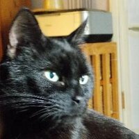 JoAnne Thomas #FBPE #IamEurpean 🇪🇺 (@sipsipuss) 's Twitter Profile
