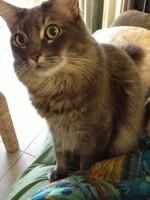 MisterTofu001's profile picture. 