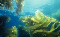 Highly nutritious and tasty food from the pristine waters of Scotland's beautiful coastline.