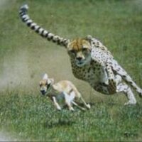 الشنفرى الازدي (@m_dmees) 's Twitter Profile