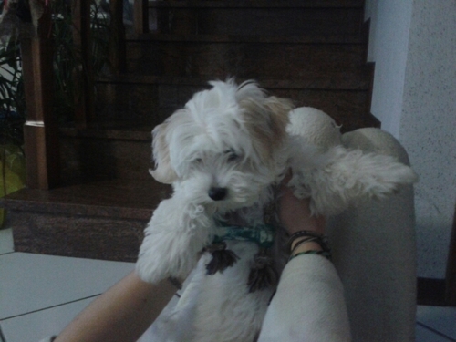 bertocchimara's profile picture. 