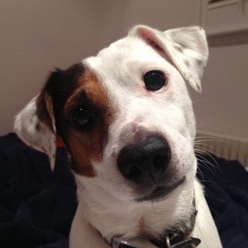 Doctor, anaesthetist, music and comedy lover.I love my bed, my dogs, climbing, and exploring this wonderful planet!