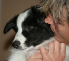Dog lover, agility enthusiast and lover of life.