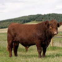 Luing_Cattle (@luing_cattle) Twitter profile photo
