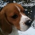 Andrew Bruen (@bruenandrew) Twitter profile photo