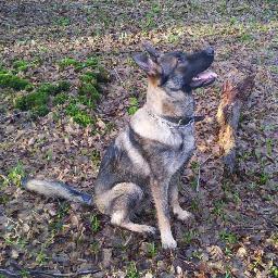 Retired member of the @sspoldogsection