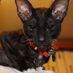 kasman10's profile picture. Mother of two, grandma of three, working in an office. Two dogs, two cats, one very cheeky bearded dragon