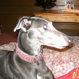 PoppyGreyhound's profile picture. I am Poppy a retired racing greyhound my name was Rivermist Star i live with @ceddergreyhound and Mum Jayne and Dad Bill