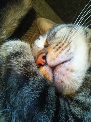 猫とお酒が大好きな愚痴の多い主婦です。