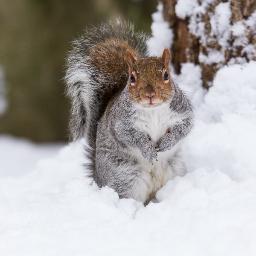 I'm a clever grey squirrel, mostly living in Wapping Rose Gardens. I tweet for the Wapping Wildlife population.