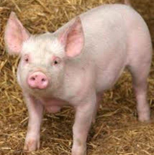 meowiscool's profile picture. Directioner and I fangirl over youtubers too 0/5