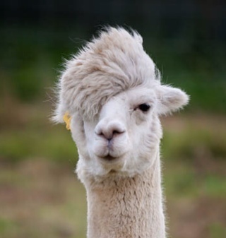 Alpaca 2.0.1 
nickyromero 4.01
ปิดปรับปรุง
Fix bug files.