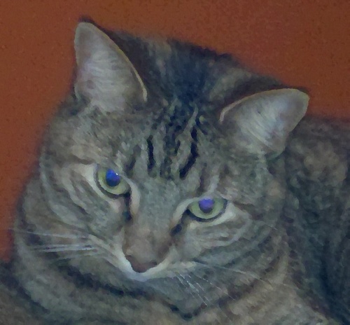 jezebeltoby's profile picture. 