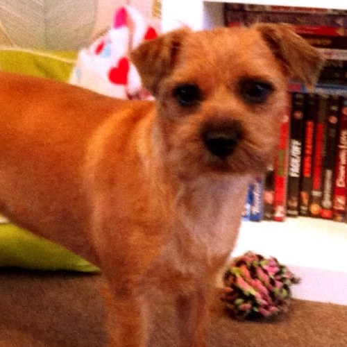 Rio_the_terrier Profile Picture